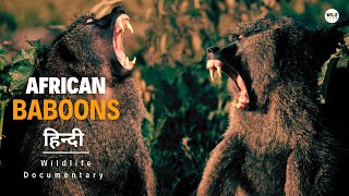 Baboons  Wild Africa हिन्दी डॉक्यूमेंट्री  Wildlife documentary in Hindi [upl. by Einahteb]