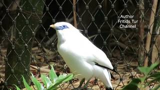 The Bali myna Leucopsar rothschildi Bird song [upl. by Devondra]