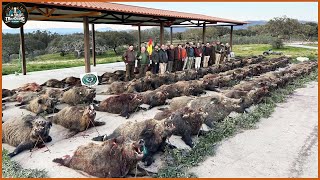 How Did Texas Hunters And Farmers Destroy Hundreds Of Wild Hogs That Invaded Their Farms Overnight [upl. by Ahsiakal]