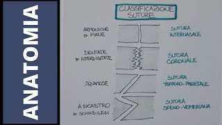 Articolazioni fibrose e cartilaginee [upl. by Yelroc]