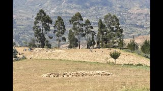 Full Cosecha de Trigo en la Sierra Piurana [upl. by Viens912]