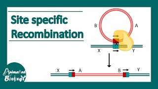 Site specific recombination  How do site specific Recombinases work [upl. by Doniv]