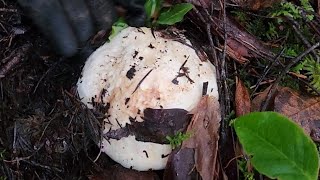 Matsutake mushroom in December 2023ediblemushrooms [upl. by Cheadle737]