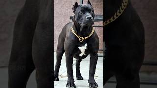 👑Top 3 powerful dog breeds vs bull fight 😡🔥 kon jitega shorts shortsfeed viralshorts doglovers [upl. by Traweek]