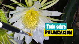 Polinización en Pitahaya  Cómo y Por Qué se hace [upl. by Richman]