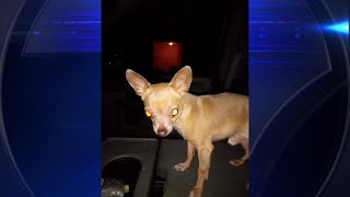 Its like losing a child Fort Lauderdale family sadden after pet chihuahua killed by coyote [upl. by March]