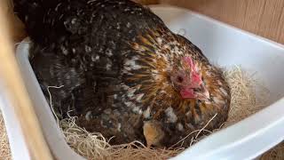 Our two Broody hens hatching baby chicks [upl. by Terrill]