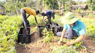 Tony Phong cùng với các bạn trong trang trại thu hoạch Cà Rốt  Tony Phong cuộc sống Châu Phi [upl. by Amari]