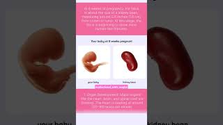 Featus development at 8th week of pregnancy song minivlog duringpregnancy mybaby pregnancy [upl. by Peirce]