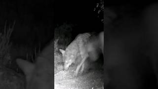 Tres lobos ibéricos cruzan el bosque a media noche [upl. by Adaiha493]