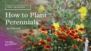 How to Plant Perennials [upl. by Atsugua]