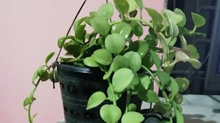 How to take care of green leaf plant Indoor plants for beginners [upl. by Horten]