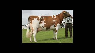 Ayrshire cattle breed [upl. by Nylde]