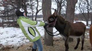 Donkey Training 101 [upl. by Welbie]