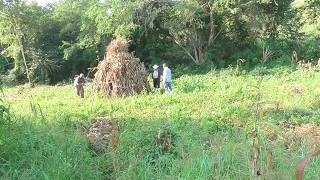 APILANDO LA MILPA SECA V RAP 281024 [upl. by Uhp326]