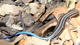 Fivelined Skink slinks away [upl. by Erdne735]