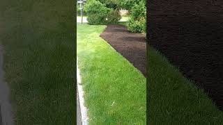 Spreading Two Yards Triple Ground Root Mulch [upl. by Yerocal]