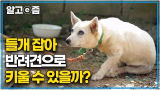 quot뭐라 한 적도 없는데 나만 보면 피해요quot 생전 사람의 손길이 닿은 적 없던 야생의 들개들의 사랑스러운 반려견 되기 프로젝트 설채현 선생님과 함께｜세상에 나쁜 개는 없다｜알고e즘 [upl. by Ainatit]