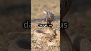 Meet the Worlds Most Lethal Snake The Inland Taipan [upl. by Modestine]