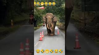 Dhool movie 🍿 🎥 vivek comedy tamil funny comedy motivation 🤣😂🤣😂😂🐘🐘🐘🐘🐘🐘🐘🛣️🛣️🛣️ [upl. by Arreis]