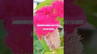 Amaranthus CaudatusVelvet floweramaranthus flowers velvet decorative beautiful nature [upl. by Toshiko]