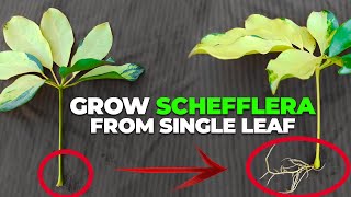 How To Grow quotSCHEFFLERAquot Plant From Single Leaf [upl. by Mercorr]