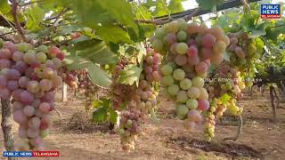 Grapes Mela at Rajendra Nagar  Grapes Research Center Rajendranagar Hyderabad  PublicNewsTelangana [upl. by Aisan]