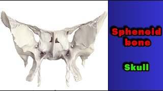 جلسه 17  استخوان اسفنوییدsphenoid bone [upl. by Irbmac]