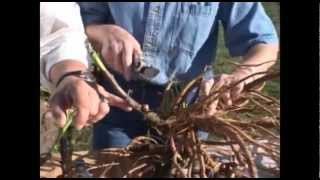 Dividing Peonies with Adelman Peony Gardens [upl. by Otsuaf]