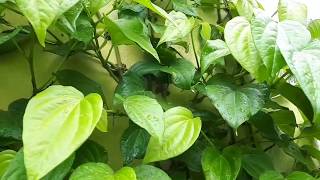 Betel Leaf on Rainy Season  Plant Collection [upl. by Ettelohcin169]