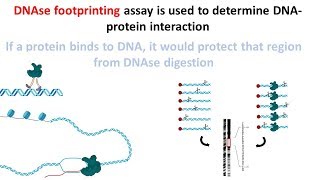 DNAse footprinting assay [upl. by Wichern]