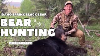 Idaho Spring Black Bear Hunt [upl. by Aerdnaek]