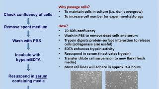 Passaging Cells Exercise for Teaching Lab [upl. by Jenei996]