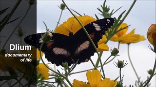 Great eggfly Hypolimnas bolina [upl. by Arrait]