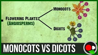 Monocots vs Dicots Explained [upl. by Cyndia]