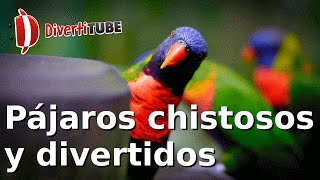 Vídeos de pájaros chistosos y divertidos [upl. by Eelek]