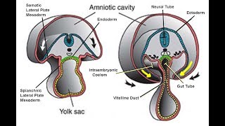 EMBRYOLOGY IX Folding of the Embryonic Disc and Related Disease [upl. by Namya]