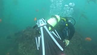 Scuba Diving with the Garibaldi [upl. by Alfonzo694]