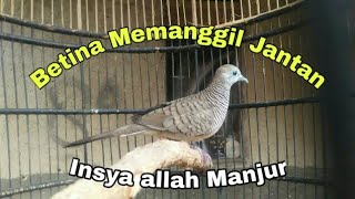 Suara mp3 Perkutut betina buat pikat dan pancingan [upl. by Arualana]