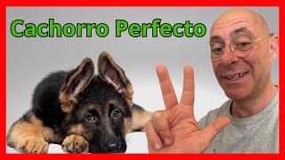 3 Trucos ENTRENAR CACHORRO Ir al baño no morder y quedarse solo [upl. by Courtenay]