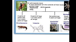 Classification of Arthropoda [upl. by Seko363]