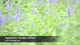 Agastache Golden Jubilee [upl. by Anayad164]