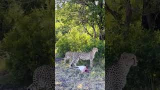 Brave Warthog Runs Cheetahs Dinner Plans [upl. by Nolaj556]