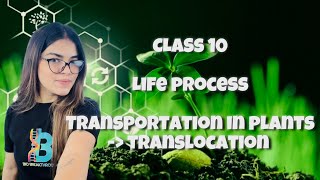 CLASS 10  LIFE PROCESS  TRANSPORTATION IN PLANTS TRANSLOCATION [upl. by Phina355]