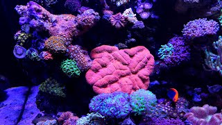 Innovative Marine 40 Gallon Reef Saltwater Aquarium update [upl. by Halladba436]