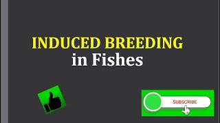 Induced Breeding in Fishes  Artificial breeding by Hyphophysation [upl. by Enelegna]