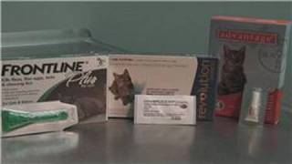 Cat Health  How to Treat Flea Allergies in Cats [upl. by Lalage]