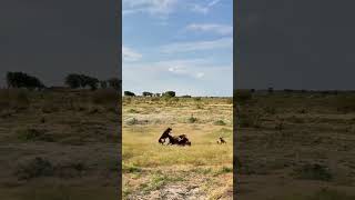 Antelope vs Leopard Group Wild Animals Close Range Leopard vs Antelope [upl. by Mcafee]