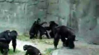 Chimpanzee WWE [upl. by Kopaz]