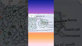 AStomata of dicotylecdono us B structure of Stomata ✨ full name diagram [upl. by Dorothea]